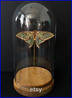 Rare Papilio Graellsia isabellae Femelle d'Espagne naturalisé appelé aussi Papillon Vitrail sous globe Contemporain-Cabinet Curiosités