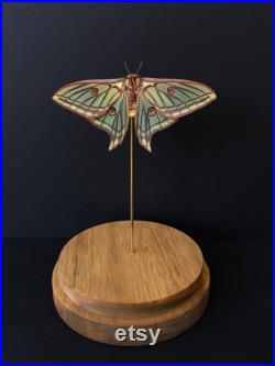 Rare Papilio Graellsia isabellae Femelle d'Espagne naturalisé appelé aussi Papillon Vitrail sous globe Contemporain-Cabinet Curiosités