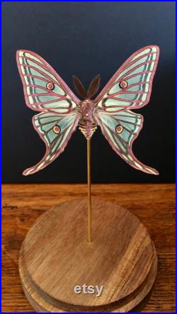 Rare Papilio Graellsia isabellae d'Espagne naturalisé appelé aussi Papillon Vitrail sous globe Contemporain-Cabinet Curiosités-Entomologie