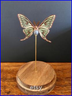 Rare Papilio Graellsia isabellae d'Espagne naturalisé appelé aussi Papillon Vitrail sous globe Contemporain-Cabinet Curiosités-Entomologie