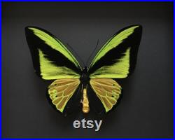 Rare Papillon Collector Exotique Ornithoptera Goliath Samson XXL naturalisé sous cadre en bois laqué noir-Entomologie-Butterfly-Lepidoptera