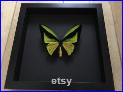 Rare Papillon Collector Exotique Ornithoptera Goliath Samson XXL naturalisé sous cadre en bois laqué noir-Entomologie-Butterfly-Lepidoptera