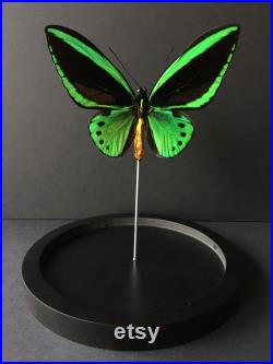 Rare Papillon Exotique Ornithoptera Priamus appelé l'Aile Verte, sous globe Contemporain-Cabinet Curiosités-Cloche verre -Naturalisé-Troides