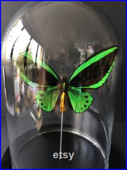 Rare Papillon Exotique Ornithoptera Priamus appelé l'Aile Verte, sous globe Contemporain-Cabinet Curiosités-Cloche verre -Naturalisé-Troides