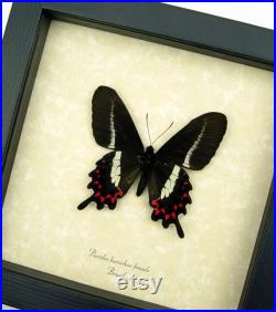 Rare Papillon Parides bunichus Femelle Brésil Queue d Hirondelle Encadré Taxidermie Affichage