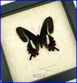 Rare Papillon Parides bunichus Femelle Brésil Queue d Hirondelle Encadré Taxidermie Affichage