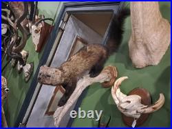 Rare Taxidermie de Martre de pennant Pékan (Martes pennanti)