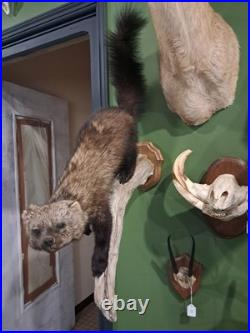 Rare Taxidermie de Martre de pennant Pékan (Martes pennanti)