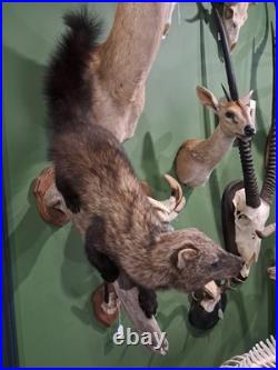 Rare Taxidermie de Martre de pennant Pékan (Martes pennanti)
