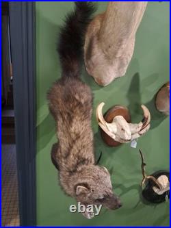 Rare Taxidermie de Martre de pennant Pékan (Martes pennanti)