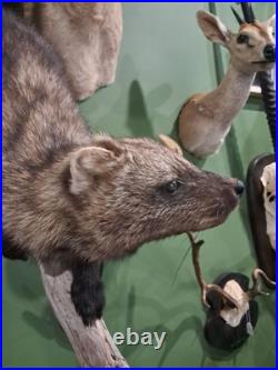 Rare Taxidermie de Martre de pennant Pékan (Martes pennanti)