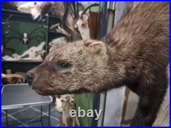 Rare Taxidermie de Martre de pennant Pékan (Martes pennanti)