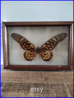 Rare cadre papillon Papilio antimachus