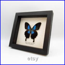 Rare papillon bleu métallisé encadré Papilio ulysses gabrielis