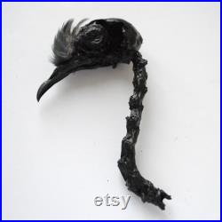 Rare vrai crâne de pigeon laissé par un prédateur peint en noir cabinet de curiosité décor gothique sorcellerie relique de pigeon Rare vrai crâne de pigeon laissé par un prédateur peint en noir cabinet de curiosité décor gothique sorcellerie relique de pigeon