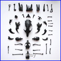 Rare vrai crâne de pigeon laissé par un prédateur peint en noir cabinet de curiosité décor gothique sorcellerie relique de pigeon Rare vrai crâne de pigeon laissé par un prédateur peint en noir cabinet de curiosité décor gothique sorcellerie relique de pigeon