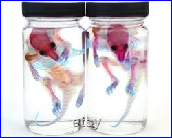 Rat diaphonisé bleu clair rose dans un récipient en verre large