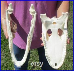 Real 14 to 14-7 8 inches Florida Alligator Skull From a 8 Foot Gator Taxidermy Swamp Wars