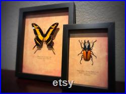 Real 4 Framed Butterfly and Insect Art Group Collection Multiples pour étagère et mur
