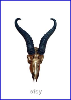 Real Antelope Skull Springbok Skull Deer Skull Animal Skull Painted Bronze Approx. Taille 15HX9WX5D pouces