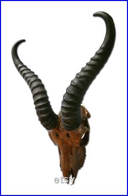 Real Antelope Skull Springbok Skull Deer Skull Animal Skull Painted Bronze Approx. Taille 15HX9WX5D pouces