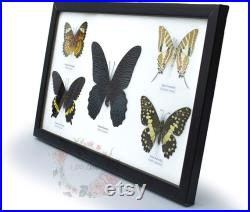 Real Butterfly Mix 5 Espèces Insectes assortis Papillons Bugs Taxidermy Framed Wall Hanging Decor Learning For Entomology Education