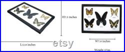 Real Butterfly Mix 5 Espèces Insectes assortis Papillons Bugs Taxidermy Framed Wall Hanging Decor Learning For Entomology Education