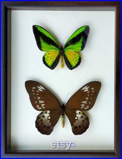 Real Butterfly Ornithoptera Goliath Procus Paire dans Shadowbox de qualité