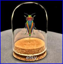Real Cyphogastra Javanica Rainbow Jewel Beetle monté en Glass Dome Cork taxidermie histoire naturelle encadré insecte insecte papillon mort
