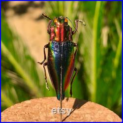 Real Cyphogastra Javanica Rainbow Jewel Beetle monté en Glass Dome Cork taxidermie histoire naturelle encadré insecte insecte papillon mort