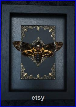 Real Death s Head Hawk Moth dans le cadre de style gothique Cher Après la vie Taxidermie Insecte épinglé Cadeau Anniversaire