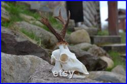 Real European Roe Deer crâne Plaine crâne RARE look bois parfait décor de Noël crâne sculpture vegvisir viking rune complete-1