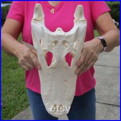 Real Florida Alligator Skull 16-3 4 by 7-1 4 inches Beetle Cleaned Grade A From a 9-10 Foot Gator Taxidermy Swamp Wars