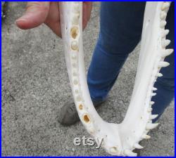 Real Florida Alligator Skull 16-3 4 by 7-1 4 inches Beetle Cleaned Grade A From a 9-10 Foot Gator Taxidermy Swamp Wars