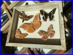 Real Framed Acherontia Atropos Death s head hawkmoth, Urania rhipheus madagascar sunset moth and pink bullseye antherina suraka Moths box