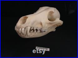 Real Genuine Coyote Skull Authentique Crâne de Coyote