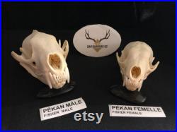 Real Genuine Fisher Skull Authentique Crâne de Pékan Real Genuine Fisher Skull Authentique Crâne de Pékan