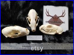 Real Genuine Fisher Skull Authentique Crâne de Pékan Real Genuine Fisher Skull Authentique Crâne de Pékan