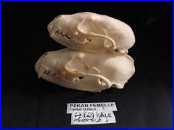 Real Genuine Fisher Skull Authentique Crâne de Pékan Real Genuine Fisher Skull Authentique Crâne de Pékan