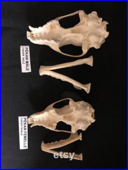 Real Genuine Fisher Skull Authentique Crâne de Pékan Real Genuine Fisher Skull Authentique Crâne de Pékan