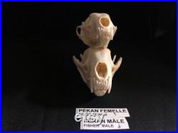 Real Genuine Fisher Skull Authentique Crâne de Pékan Real Genuine Fisher Skull Authentique Crâne de Pékan
