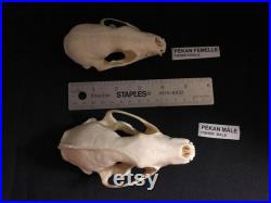 Real Genuine Fisher Skull Authentique Crâne de Pékan Real Genuine Fisher Skull Authentique Crâne de Pékan