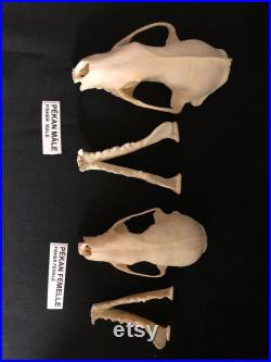 Real Genuine Fisher Skull Authentique Crâne de Pékan Real Genuine Fisher Skull Authentique Crâne de Pékan