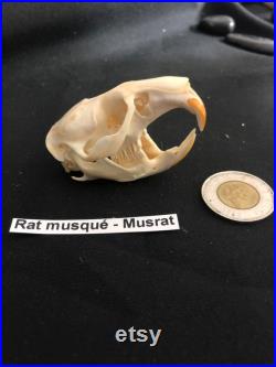 Real Genuine Muskrat Skull Authentique Crâne de Rat Musqué Real Genuine Muskrat Skull Authentique Crâne de Rat Musqué