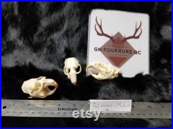 Real Genuine Muskrat Skull Authentique Crâne de Rat Musqué Real Genuine Muskrat Skull Authentique Crâne de Rat Musqué