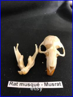 Real Genuine Muskrat Skull Authentique Crâne de Rat Musqué Real Genuine Muskrat Skull Authentique Crâne de Rat Musqué