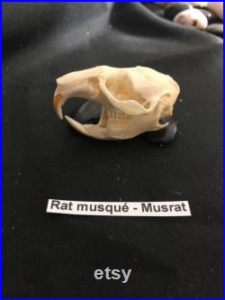 Real Genuine Muskrat Skull Authentique Crâne de Rat Musqué Real Genuine Muskrat Skull Authentique Crâne de Rat Musqué