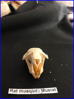 Real Genuine Muskrat Skull Authentique Crâne de Rat Musqué Real Genuine Muskrat Skull Authentique Crâne de Rat Musqué