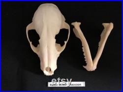 Real Genuine Raccoon Skull Authentique Crâne de Râton Laveur