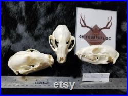 Real Genuine Raccoon Skull Authentique Crâne de Râton Laveur